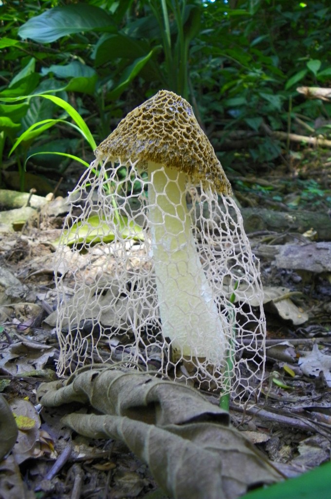 Veiled Lady Mushroom (Phallus indusiatus)