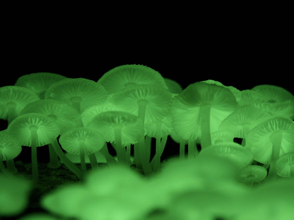 Glow-in-the-Dark Mushroom (Mycena chlorophos)