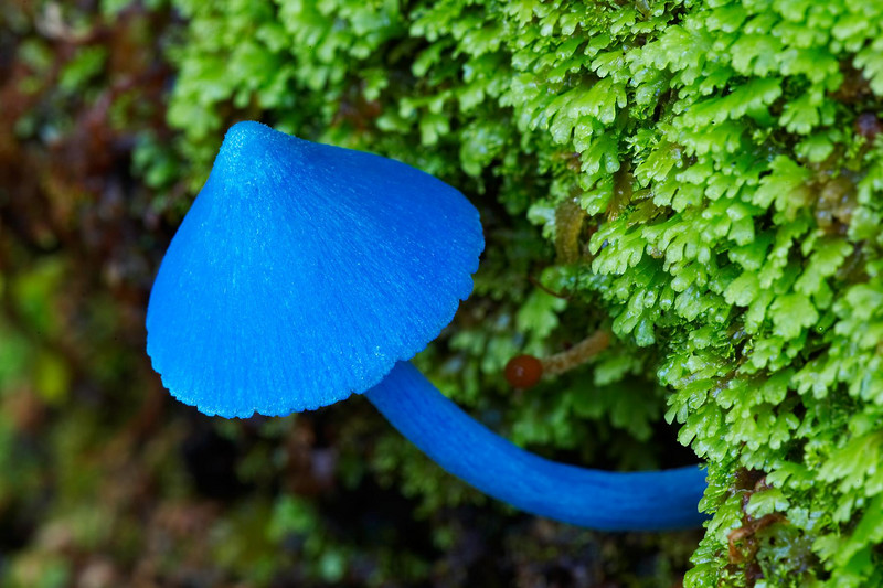 Blue Fungus (Entoloma hochstetteri)