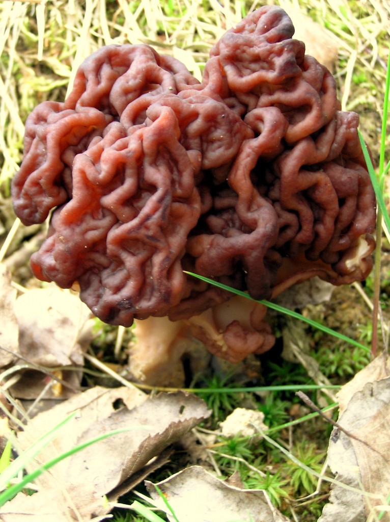 Brain Mushroom (Gyromitra esculenta)