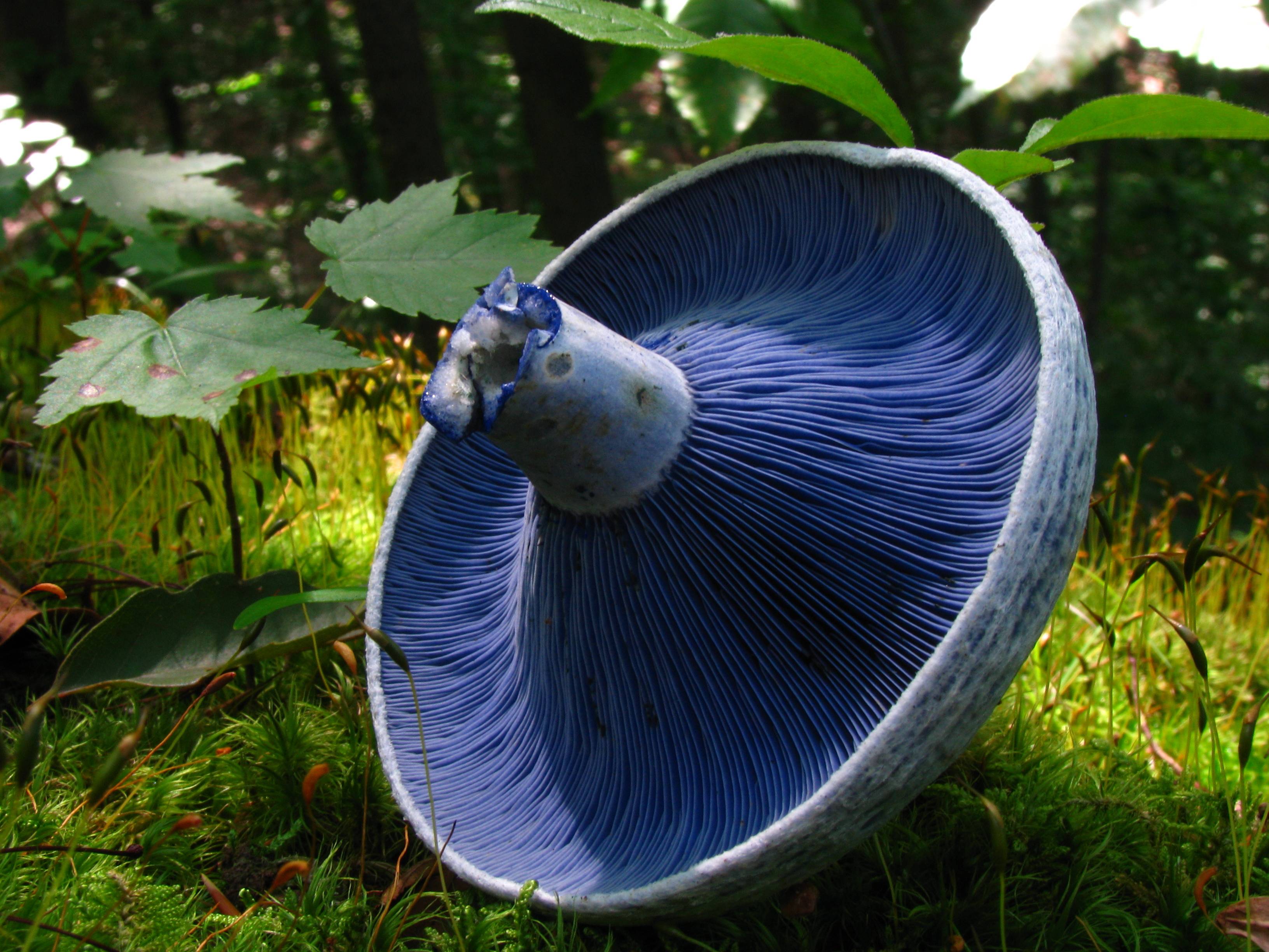 Blue Mushroom (Lactarius Indigo)