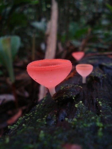 Pink Mushroom (Cookeina speciosa)