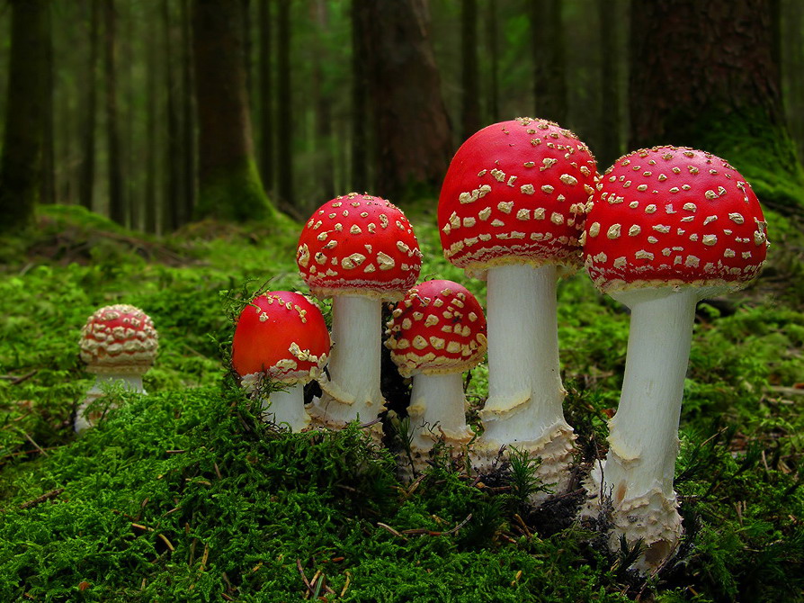 Red Mushrooms (Amanita muscaria)