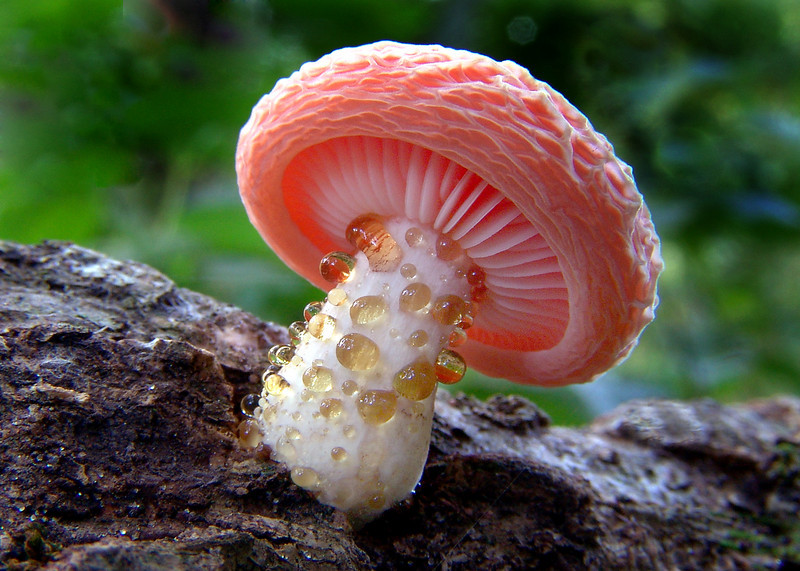 Fungus Rosy Veincap (Rhodotus palmatus)