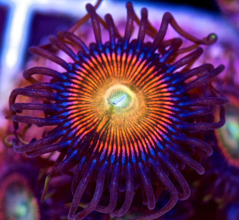 Coral Reefs corals under uv light