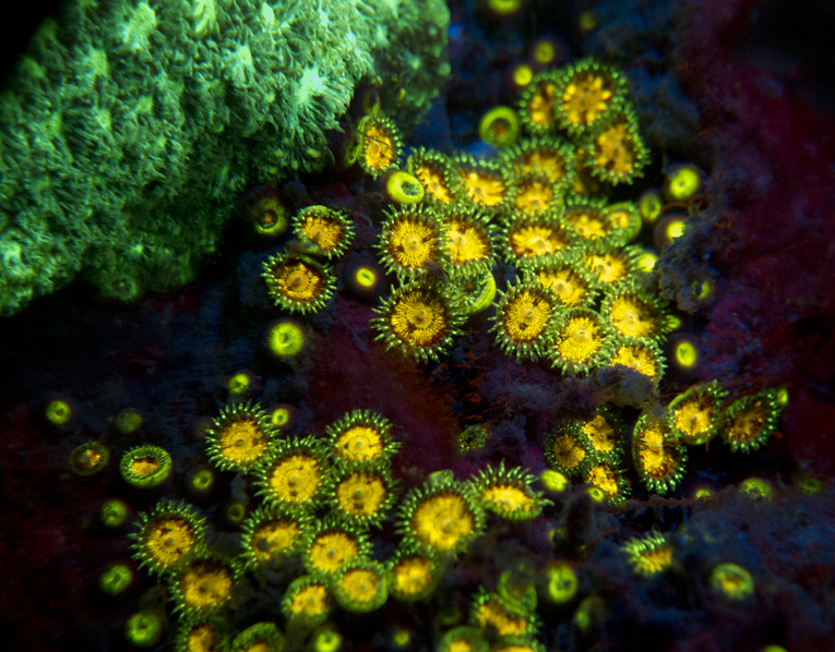 Coral Reefs Fluorescence
