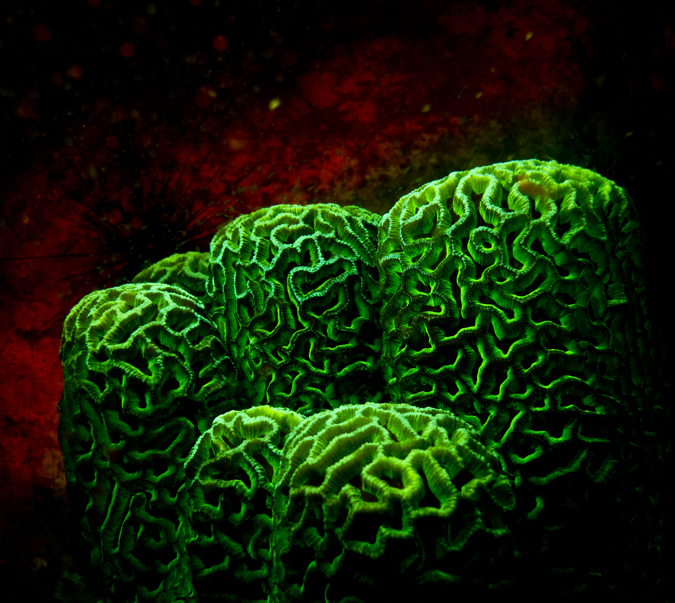 Coral Reefs black light coral reef
