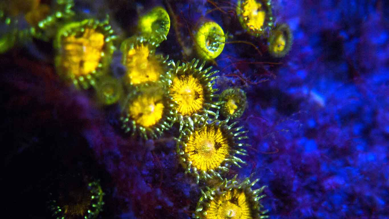 Coral Reefs uv night dive