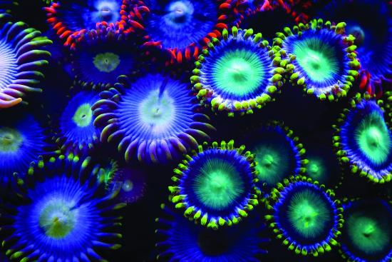 Coral Reefs coral under black light