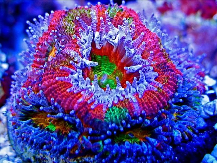Coral Reefs acan coral - Da