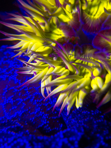 Coral Reefs night dive uv light