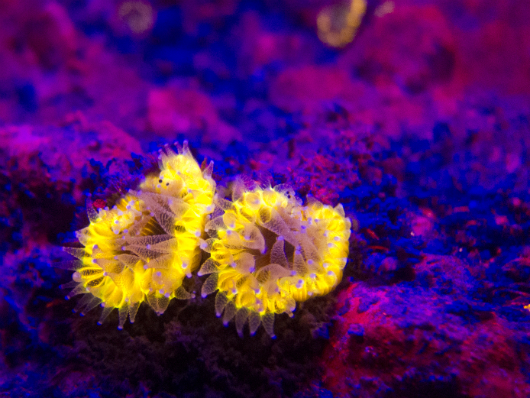 Coral Reefs black light dive