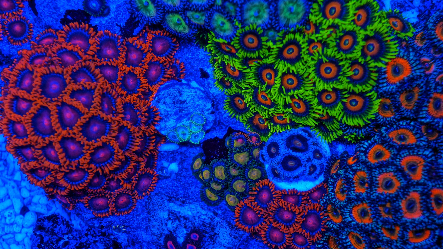 Coral Reefs coral under uv light