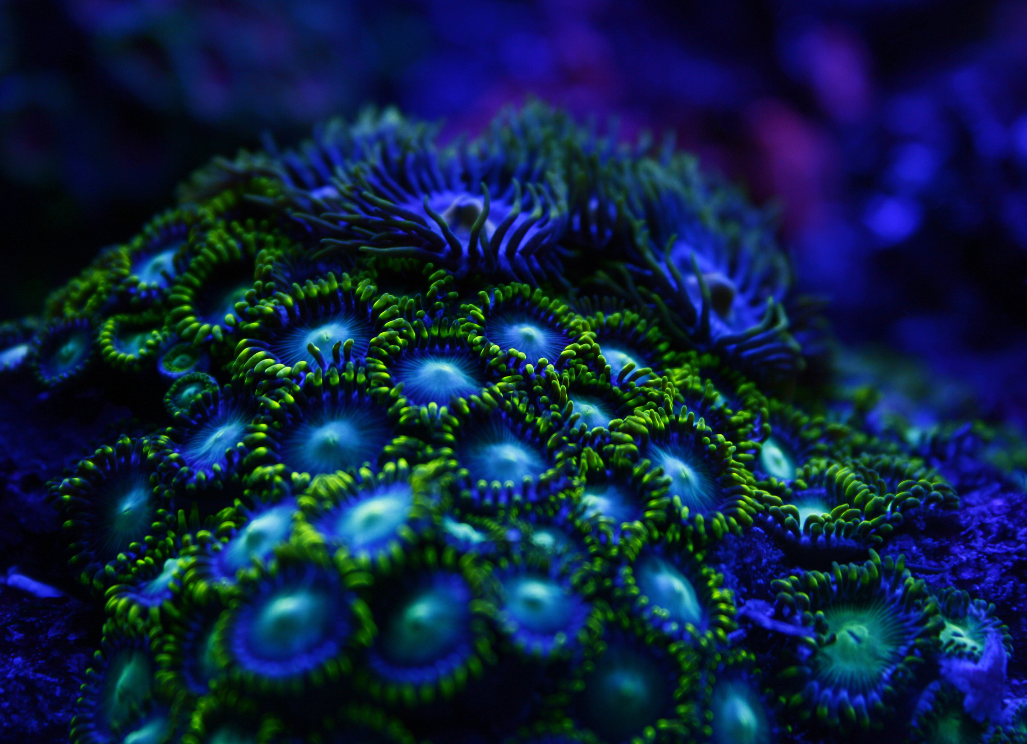 Coral Reefs coral reefs under uv light