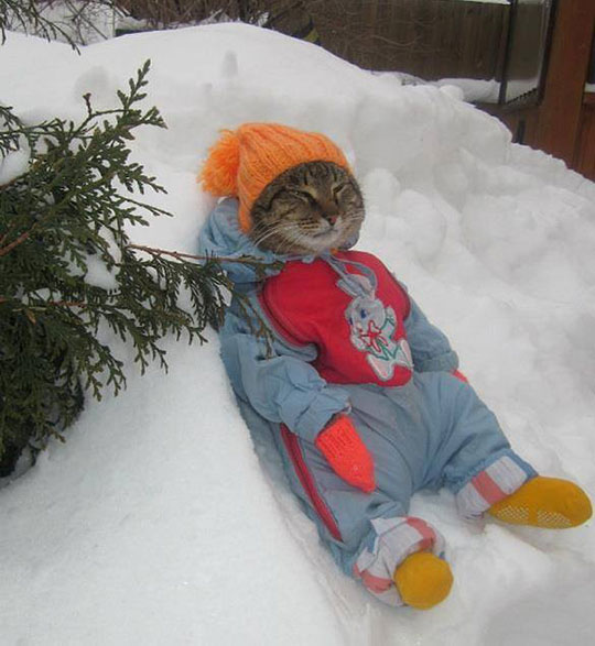 cat dressed for winter