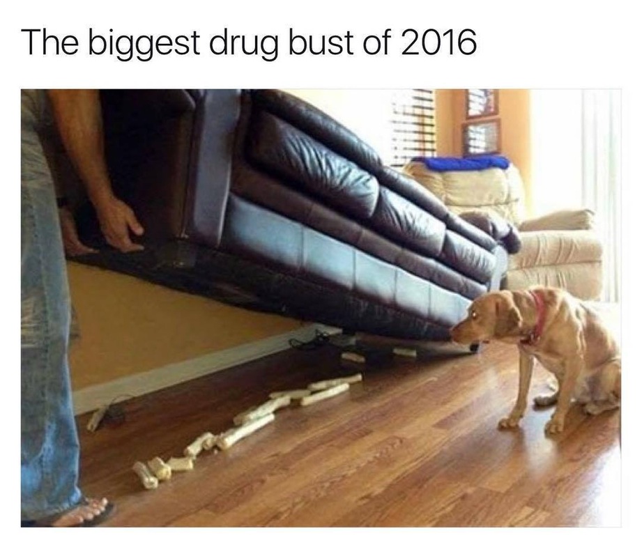 silly dogs - The biggest drug bust of 2016