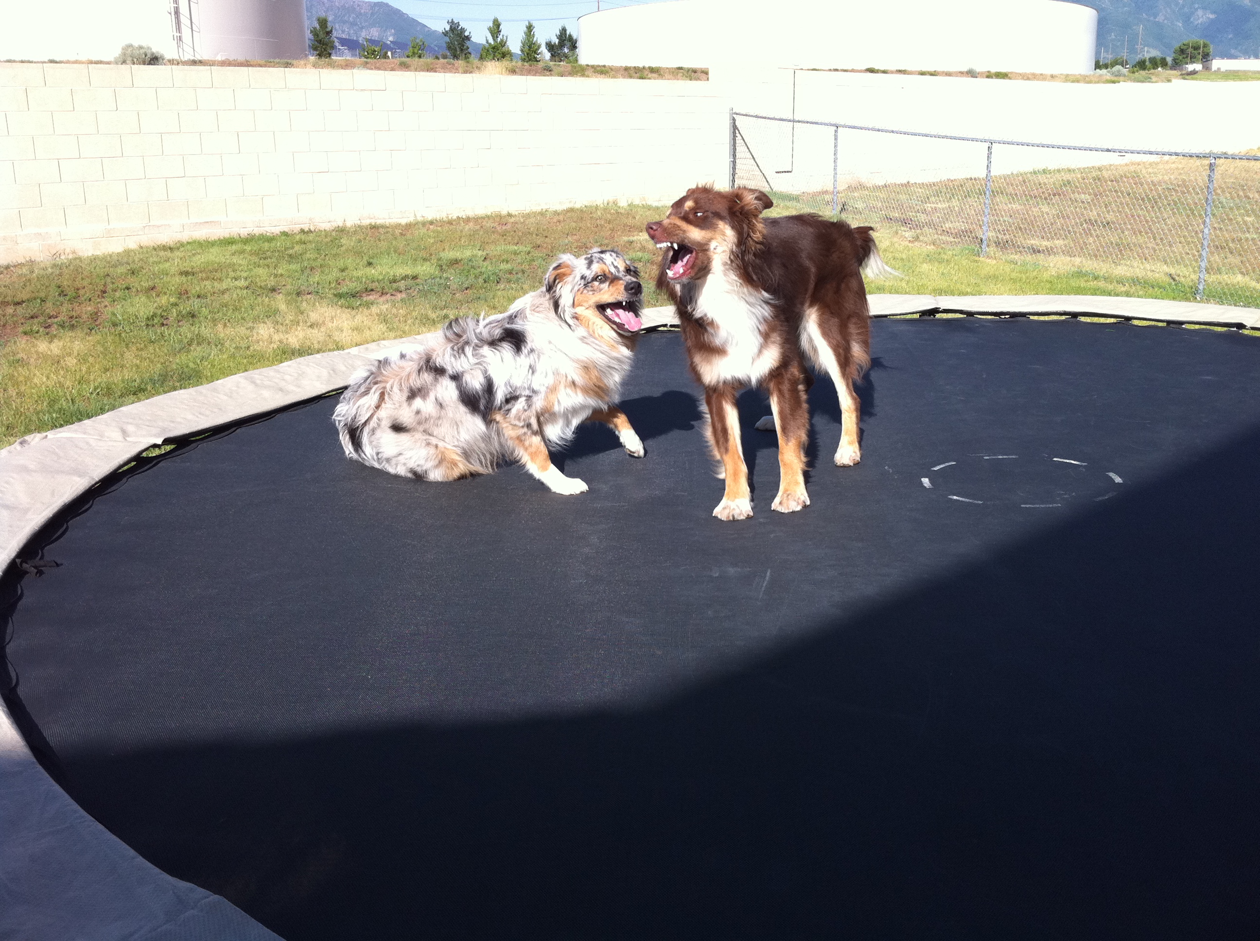my Australian shepherds about to duke it out on the trampoline