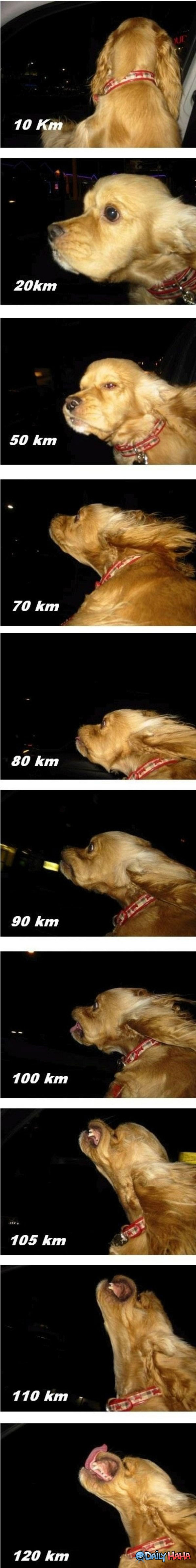 what happens to a dog with his headout the window at different speeds