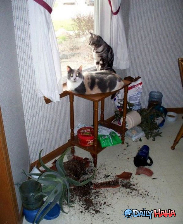 these cats will do anything to look out the window