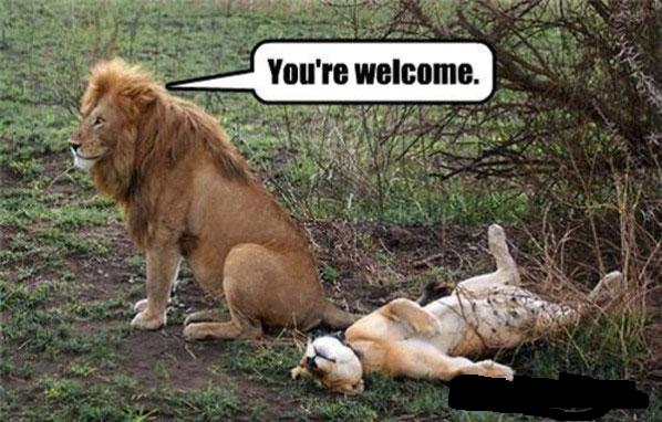 that lion must have been pleasing