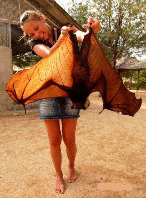 now that's a bat out of hell