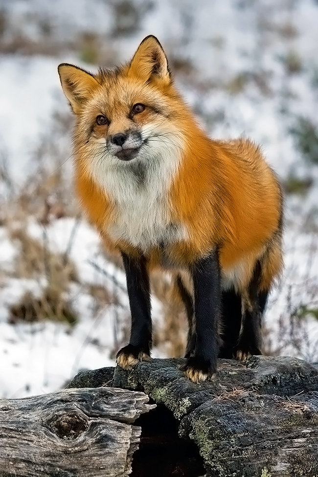 Cute Foxes