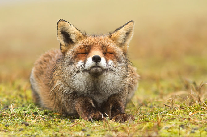 Cute Foxes 2