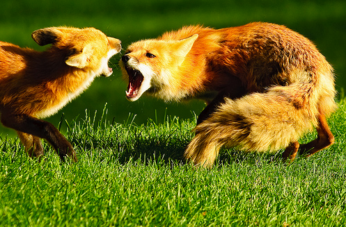 Cute Foxes 2