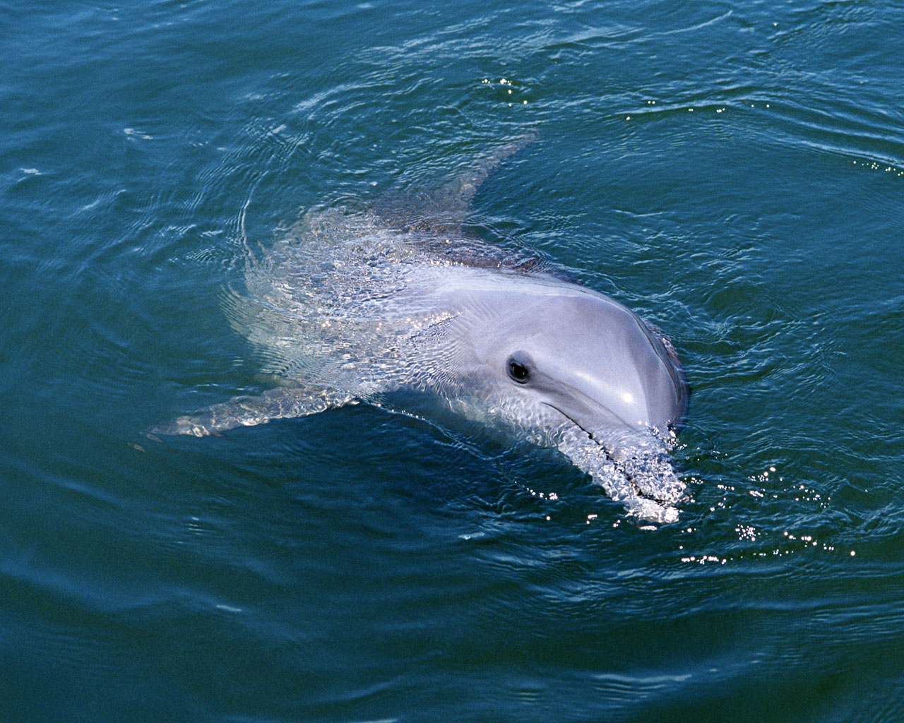 Pictures Of Dolphins