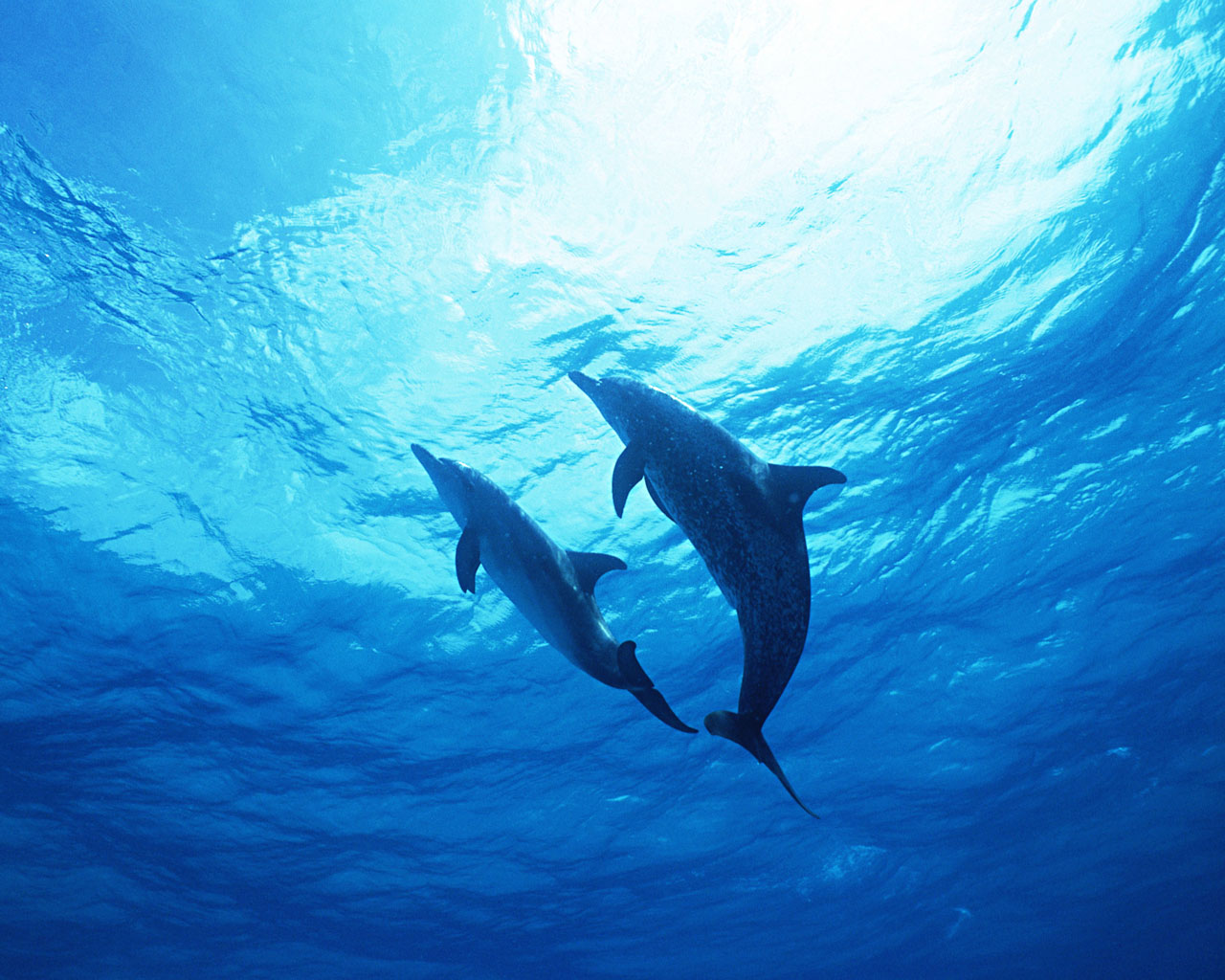 Pictures Of Dolphins