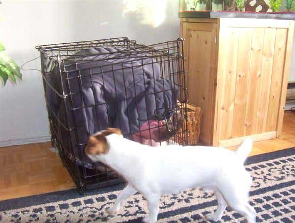 a dog cage can make a cozy drunk bed!