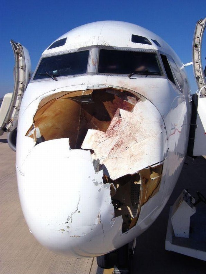 This is what happens when birds and planes collide