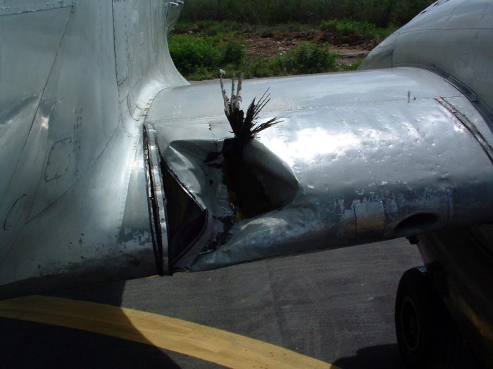 This is what happens when birds and planes collide