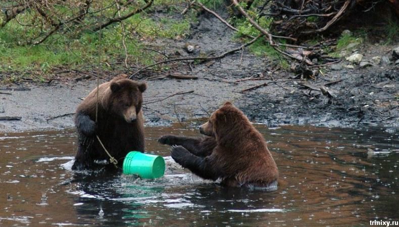What can possibly be more manly then a couple bears and a bucket?