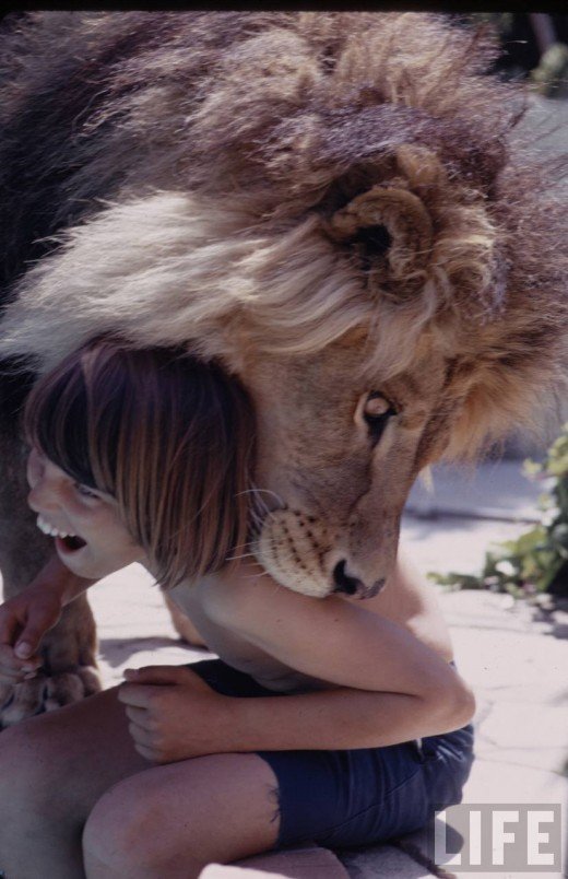 Life With a Lion