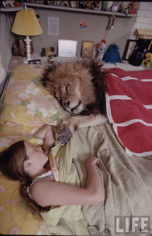 Life With a Lion