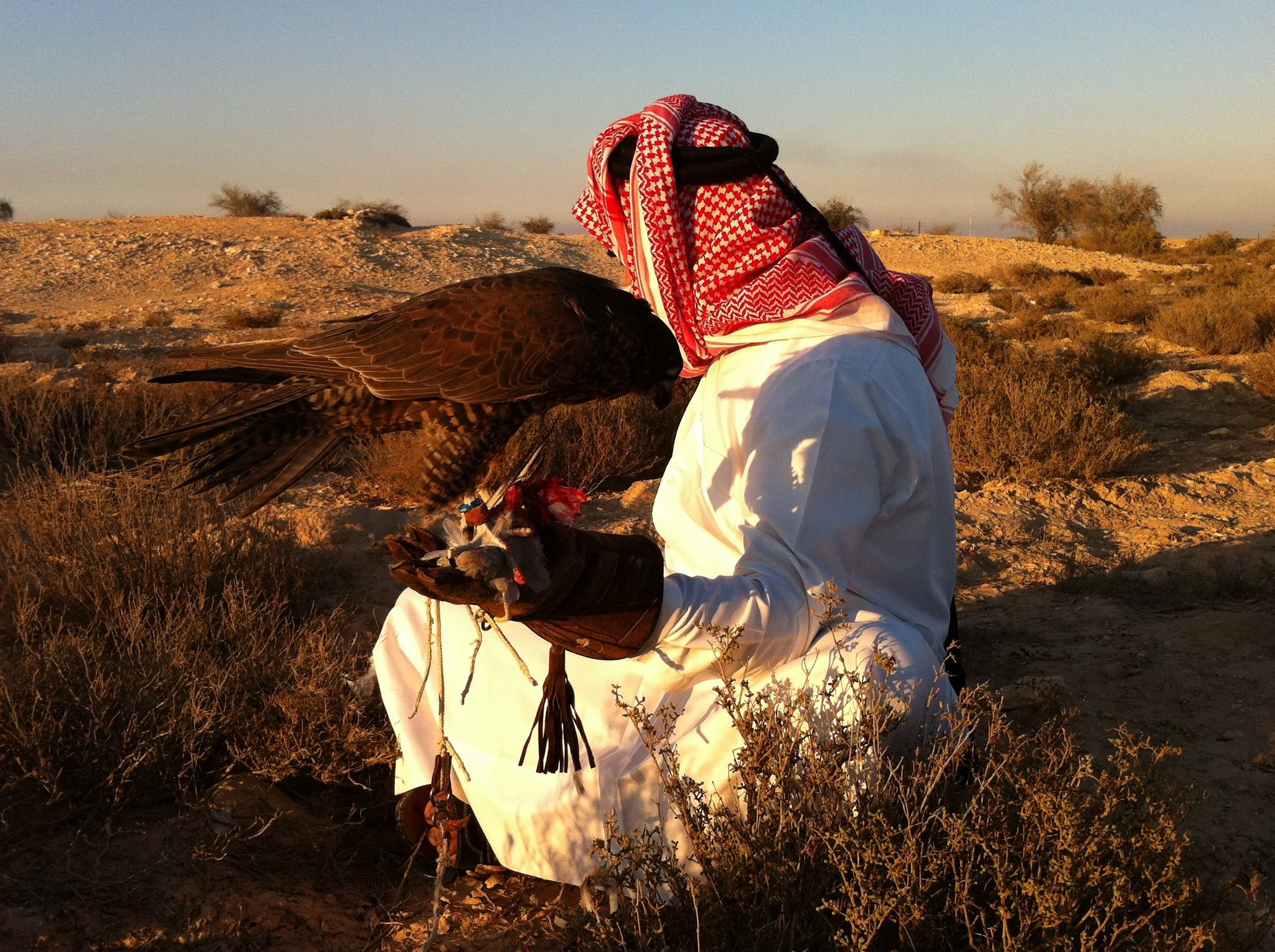 Falcon Hunting in the Middle East