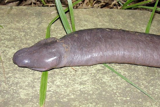A group of engineers building a dam in the Amazon recently discovered an Atretochoana eiseltiis, better known as a caecilian, which some people might know as a limbless amphibian.