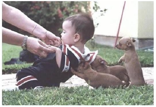 funny picture of puppies pushing up a baby as parent's help him stand up