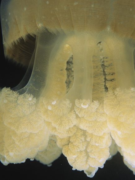 Little jellyfish-arium