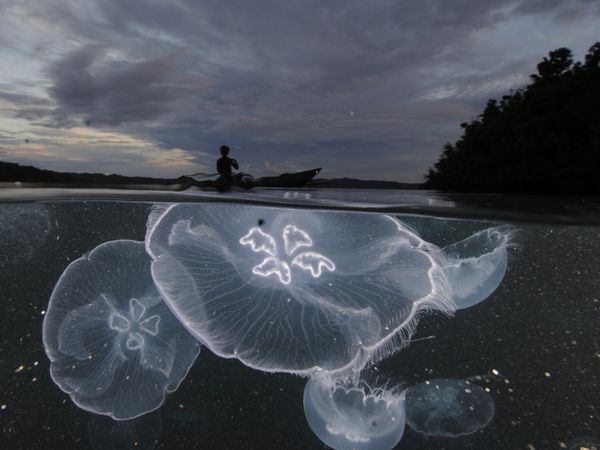 Little jellyfish-arium