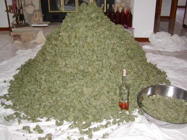 A Ton Of Weed Guess How Many Pounds Picture