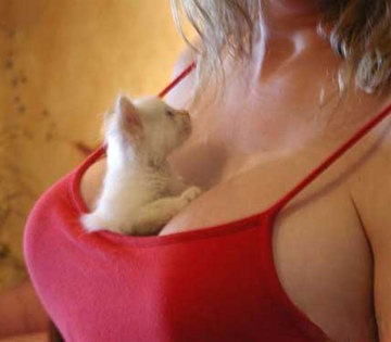 Boobies and Kittens.  Nothing More Comfortable.