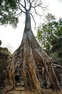 In Cambodia, a giant tree has been fashioned into quite the exquisite home.