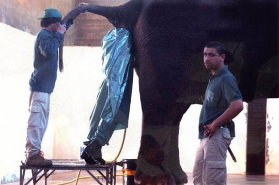 Guy puts his whole upper portion of his body to do a rectal exam on a elephant!  LOL