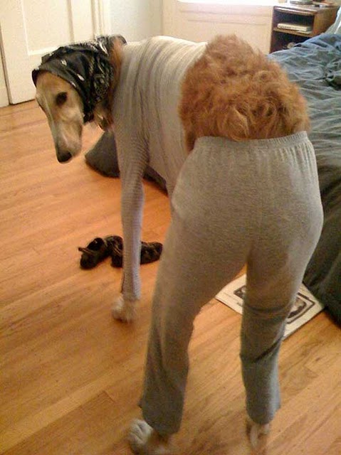 Funny Dressed Up Dog