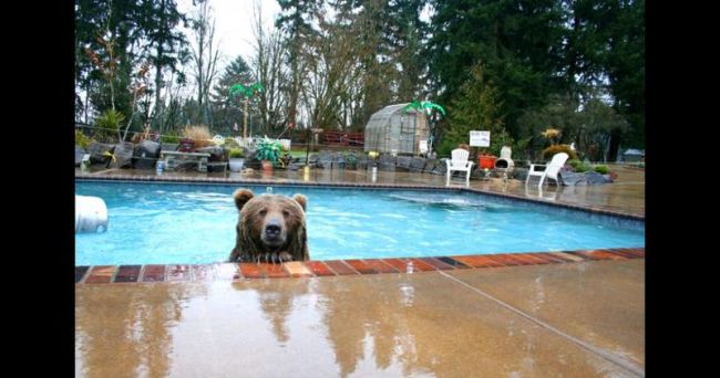Bear In Pool