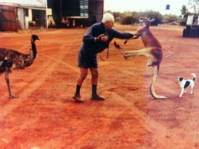 This takes serious balls.  I went to an Ostrich farm once and almost lost a finger...and Kangaroos arent a joke either!