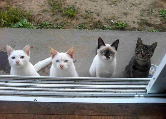 "Let us in or we will curse you"