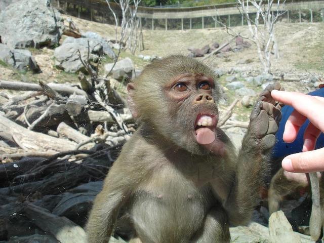 22 Funny Monkey Pictures to Make You Laugh